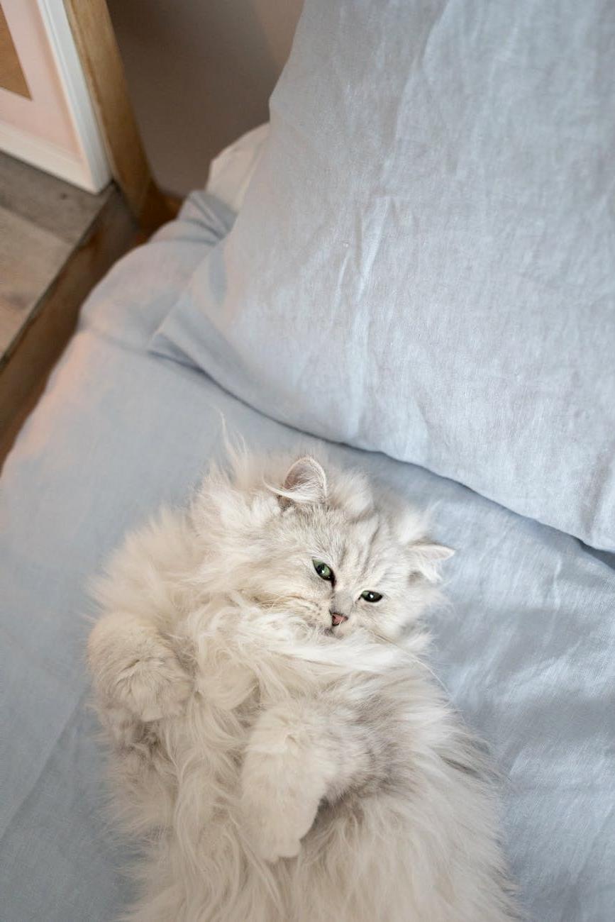 Persian cat after grooming