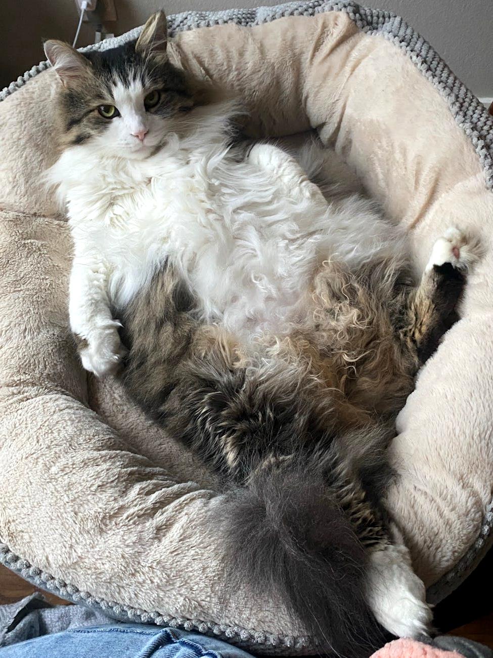 Maine Coon cat after de-shedding treatment
