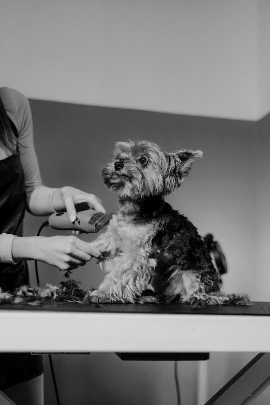 Yorkie with fresh haircut