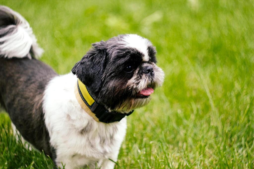 Pet grooming service - happy dog being groomed